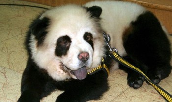 Собака панда и собака тигр,прикольные картинки,приколы